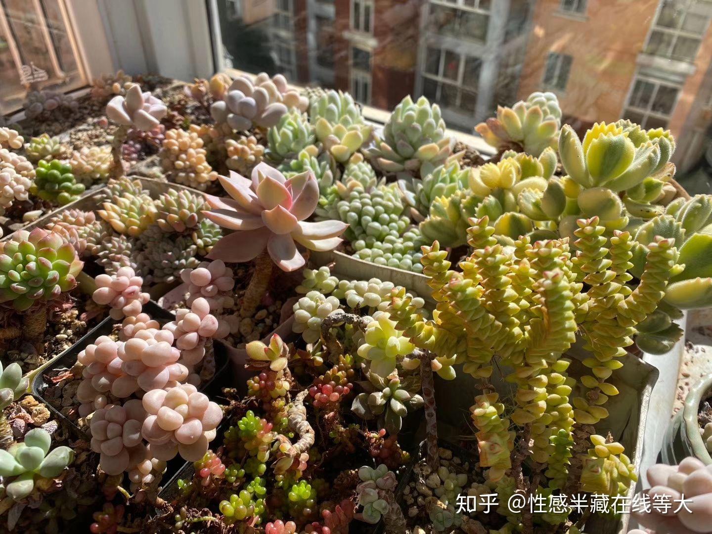 植物问题大全 知末网问答 植物问题大全 知末网问答