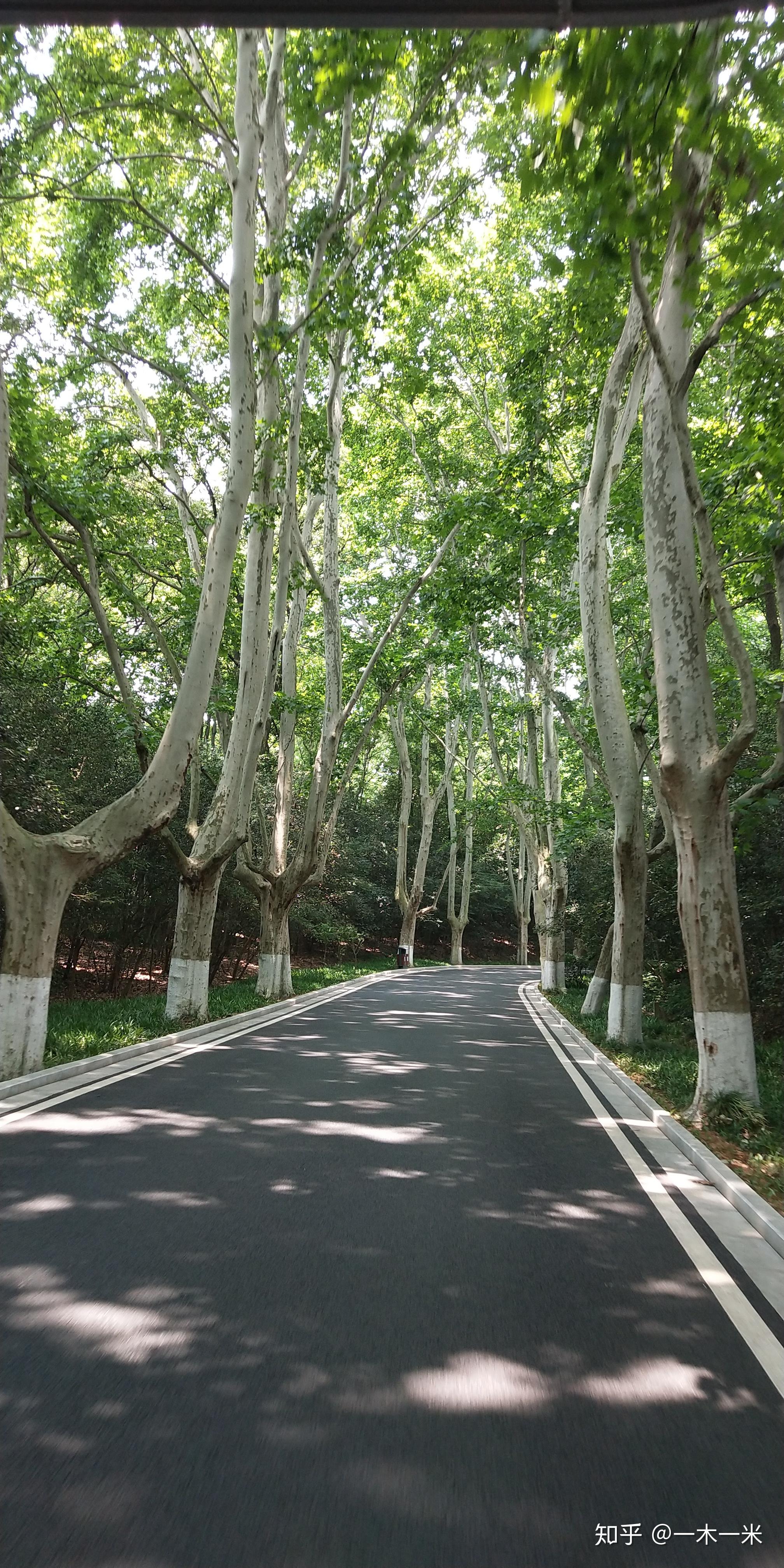 这幅动人心魄的照片是网图,美龄宫被成排的法国梧桐树环绕,就像是镶嵌