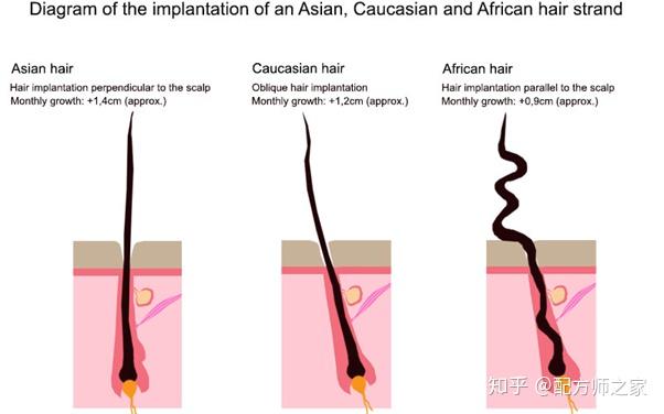 头发的结构和组成 (二)种族和头发结构的关系 - 知乎