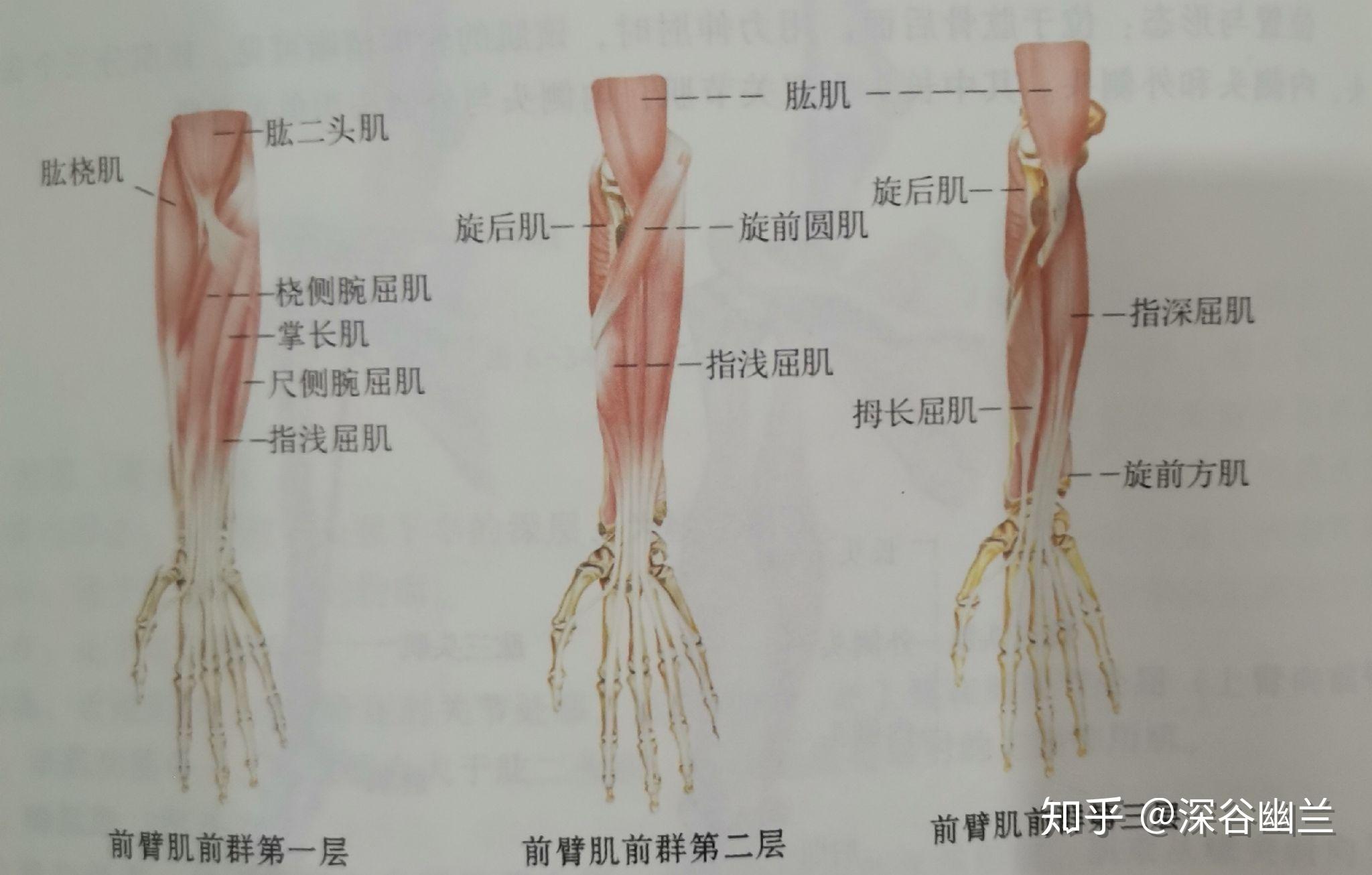 前屈解剖图图片