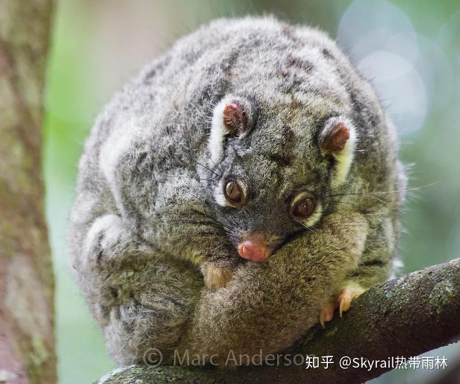 貂(green ringtail possum,pseudochirops archeri)是僅存於澳洲東北