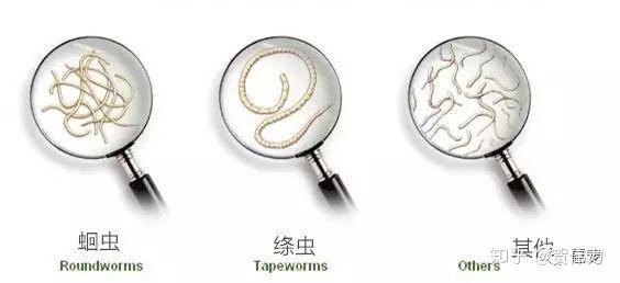 猫咪拉肚子的第n 1种可能.