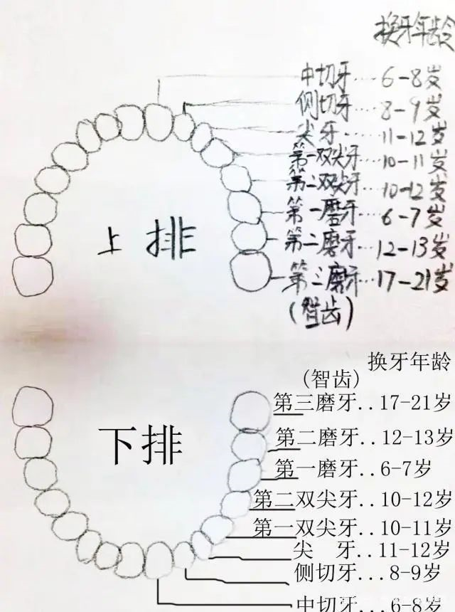 牙齿编号位置图数字图片