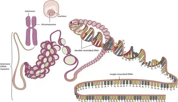 端粒酶活性检测的意义 - 知乎