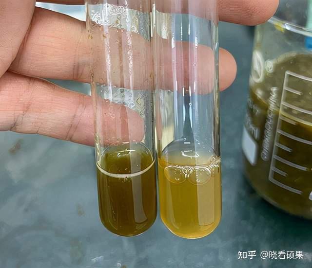 (左边的是滴加了硫氰化钾溶液以后的菠菜滤液,右边的没有滴入铁氰化钾