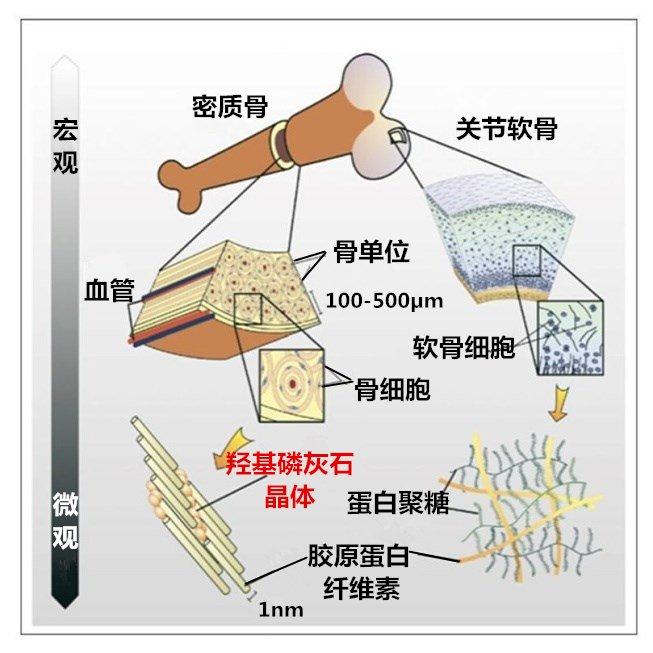 hydroxyapatite 羟基磷灰石(hap) - 知乎