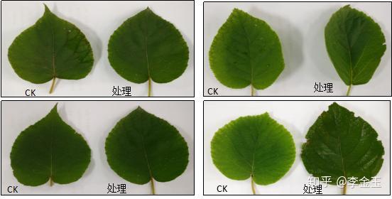 青枯立克沃丰素大蒜油为什么对根治番茄青枯病效果这么好