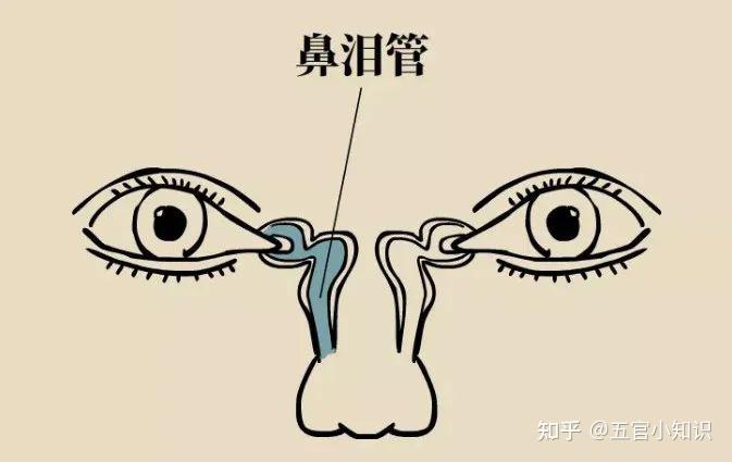 为什么鼻窦发炎, 疼的却是头、眼和牙? - 知乎