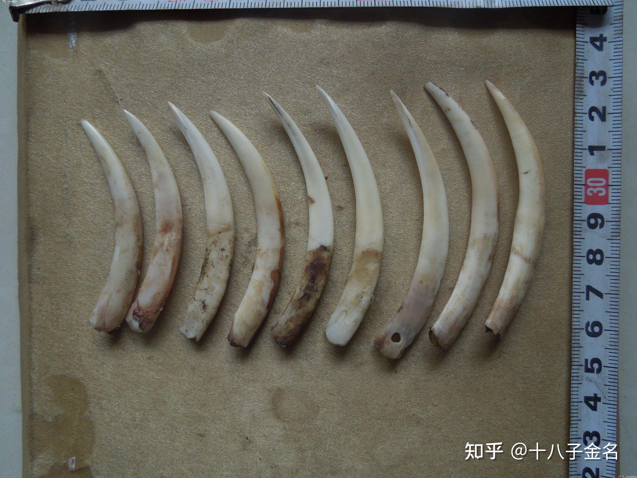 黑麝的獠牙是干什么用的