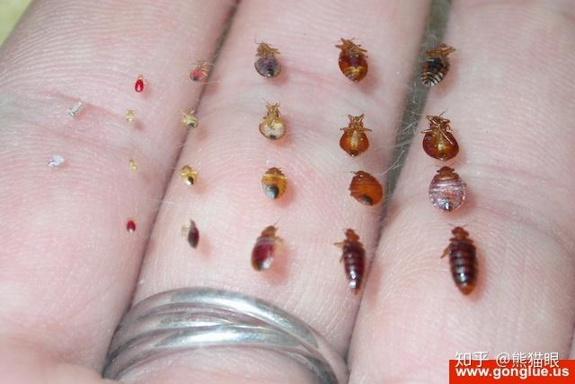 治理床虱臭虫 Bed Bug 的5种方法 - 知乎