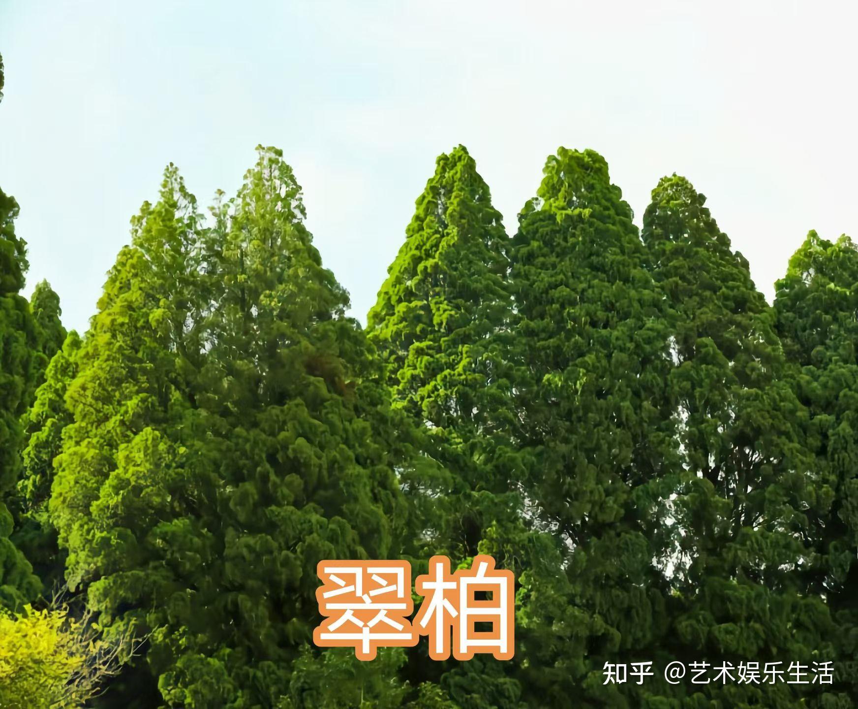68种柏科植物,园林栽培的常用树种 - 知乎