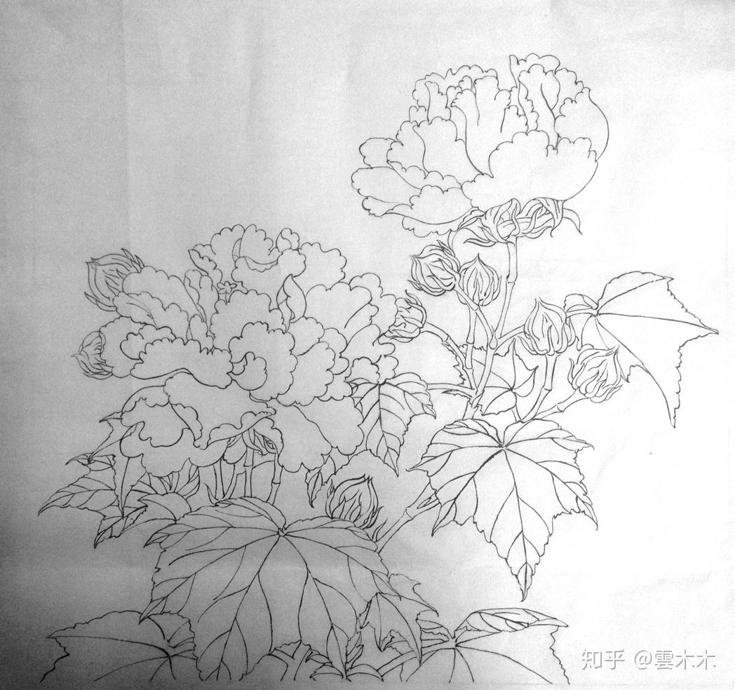 红白芙蓉图 画法图片