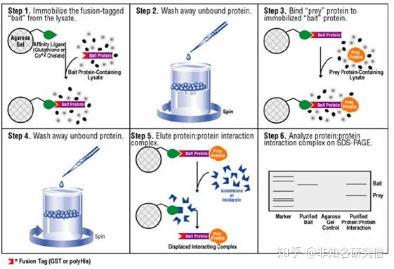 简要区分emsa染色质免疫共沉淀免疫共沉淀免疫沉淀pulldown实验