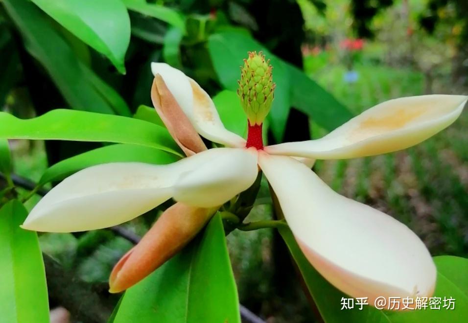 大理有四景,其中上关花充满了谜团,有专家说,它可能是这三种花 - 知乎