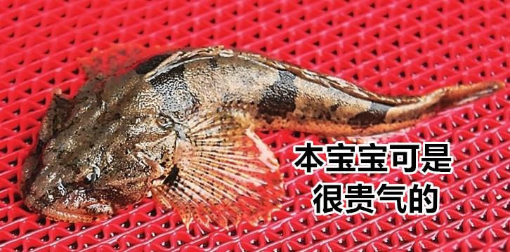 人家是鮋形目的……比起它,還不如說東星斑和蝦虎魚是鱸魚呢,至少東星