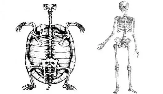 有人说,"千年的王八,万年的鳖"这两种动物就爱静养不爱动,照样活得长.