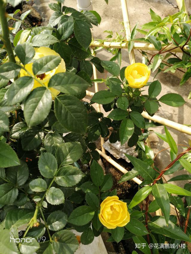 火星王阳台月季金色微月荷兰阳台系列