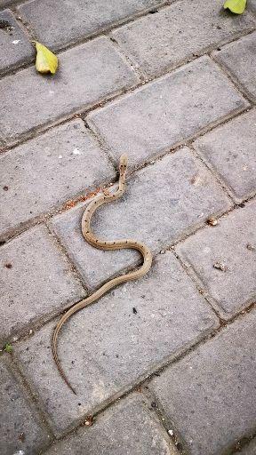 温州发现这蛇是什么品种?