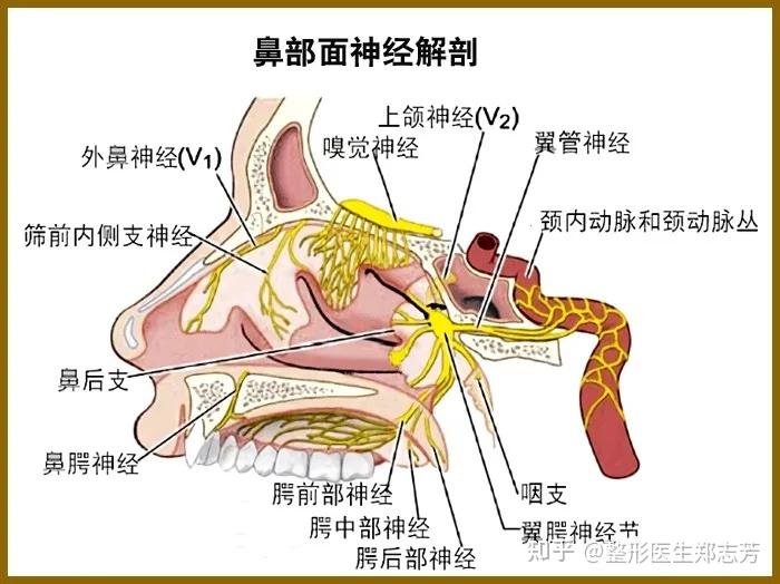 鼻部感觉神经在哪里? - 知乎