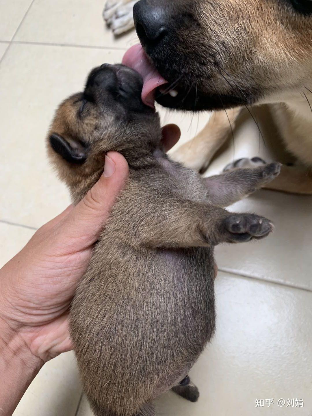 座標廣州有人領養柴犬串串嗎