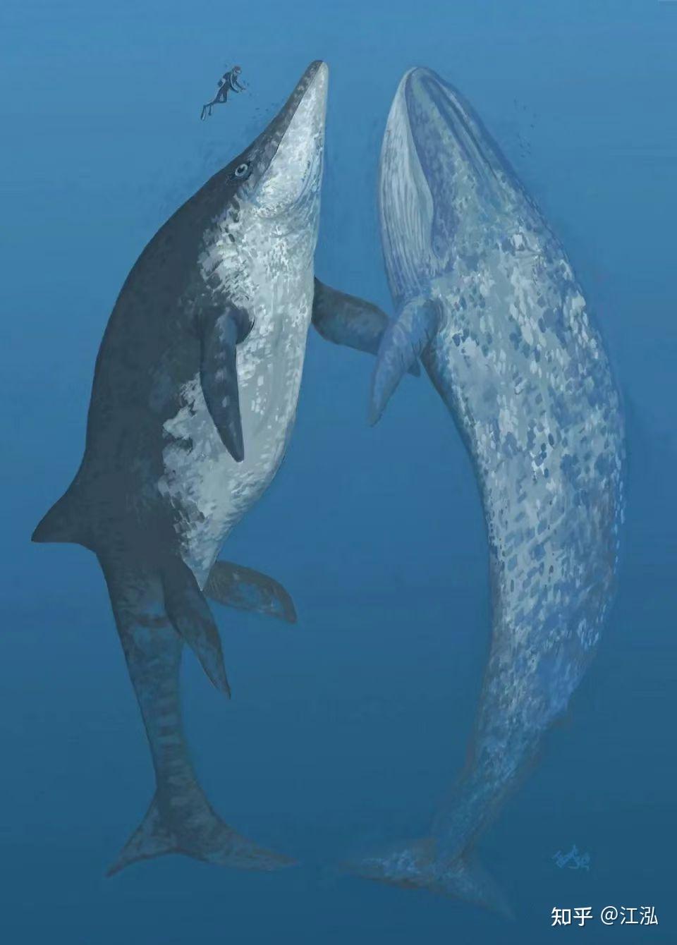 古生物学家发现比蓝鲸还大的超级海怪！！！ - 知乎