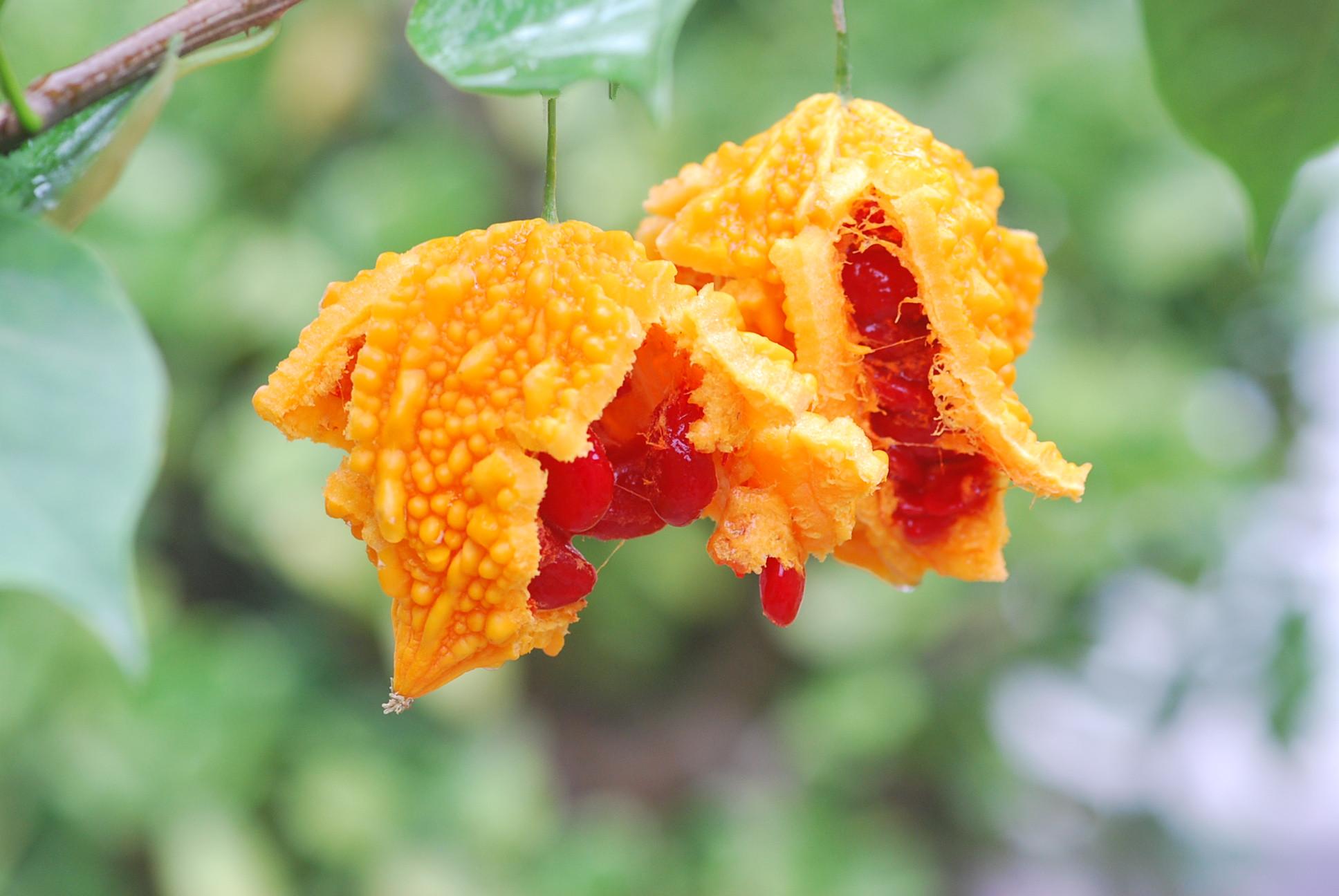 Фрукт мамандрыка. Индийский гранат момордика. Фрукт мамандрыка. Индийский огурец момордика. Момордика бальзамическая.