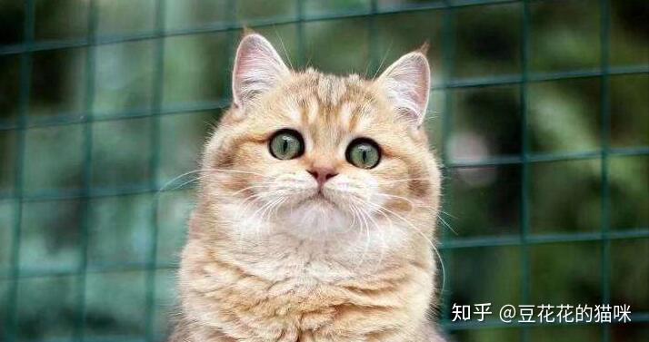 如何避免买到星期猫