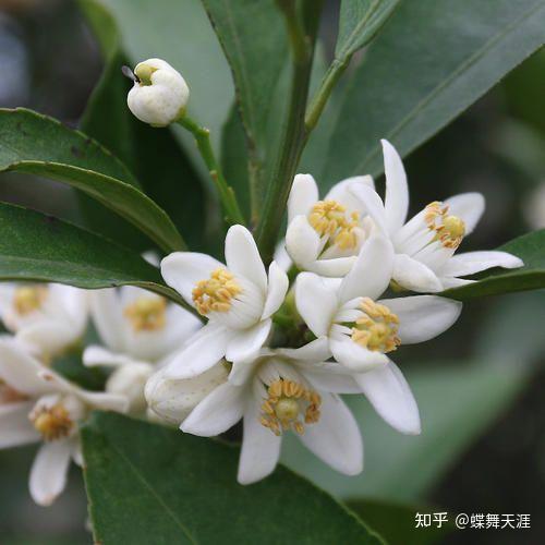 巜橘花飘香 知乎
