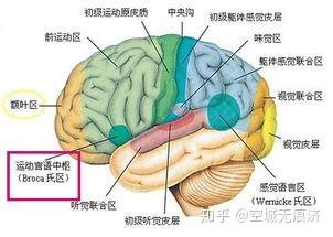 解剖学相关习题19 - 知乎
