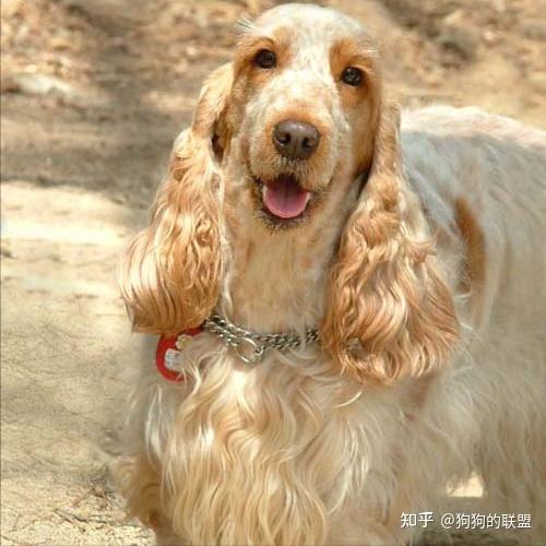 这样优秀的“可卡犬”，你确定真的不心动吗？ - 知乎