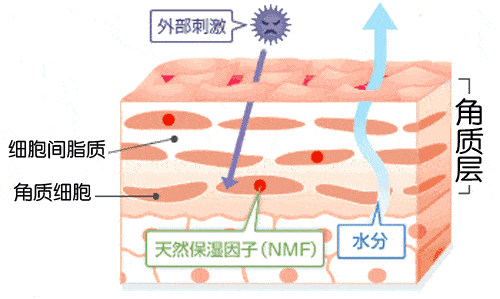 神经酰胺:肌肤的水润锁钥与屏障卫士! - 知乎