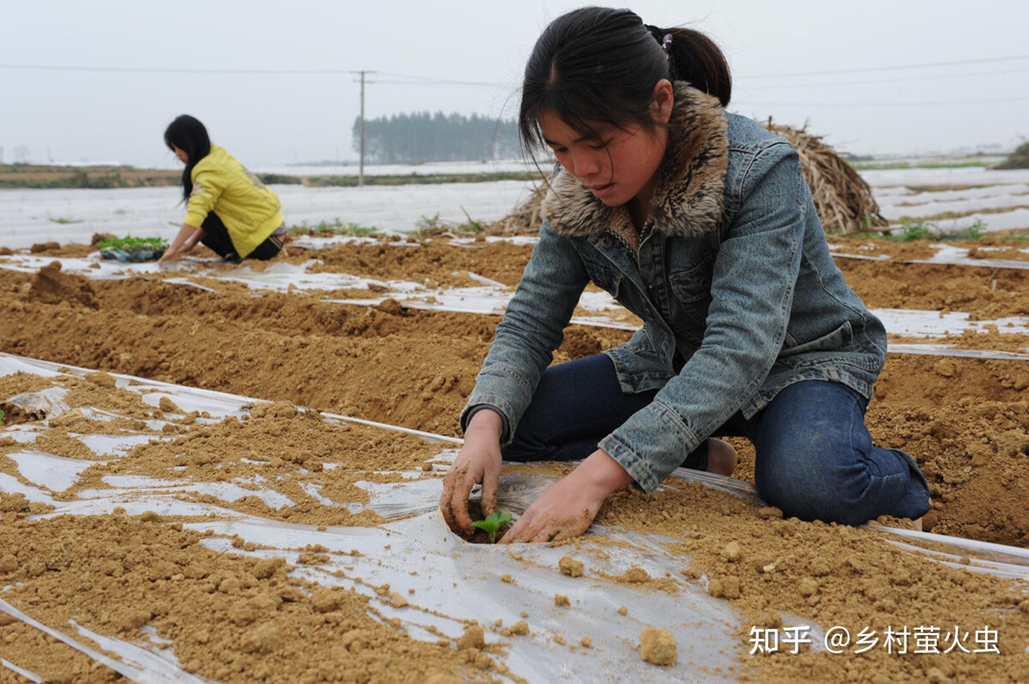 农民都鼓励子女进城务工却不让他们种地真的不怕饿肚子
