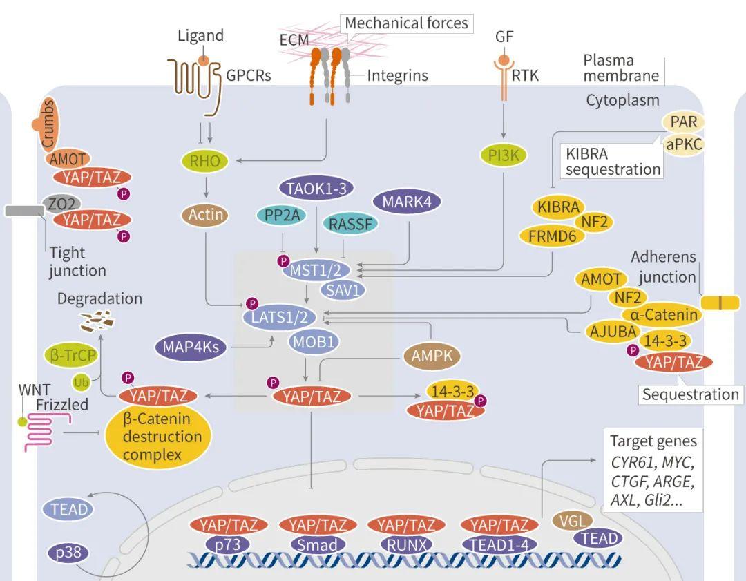 mcehippo途径与靶向策略
