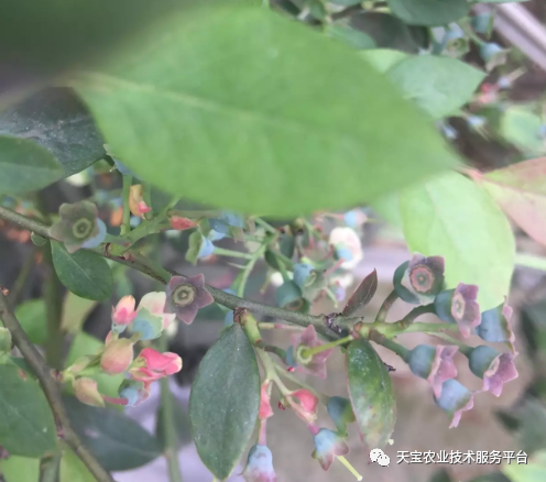 我的蓝莓落果太多了可怎么办好