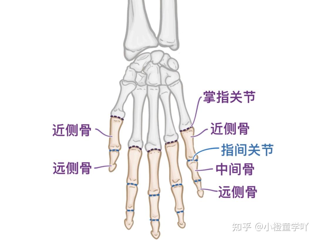 一文讲透腕关节和手关节解剖 - 知乎