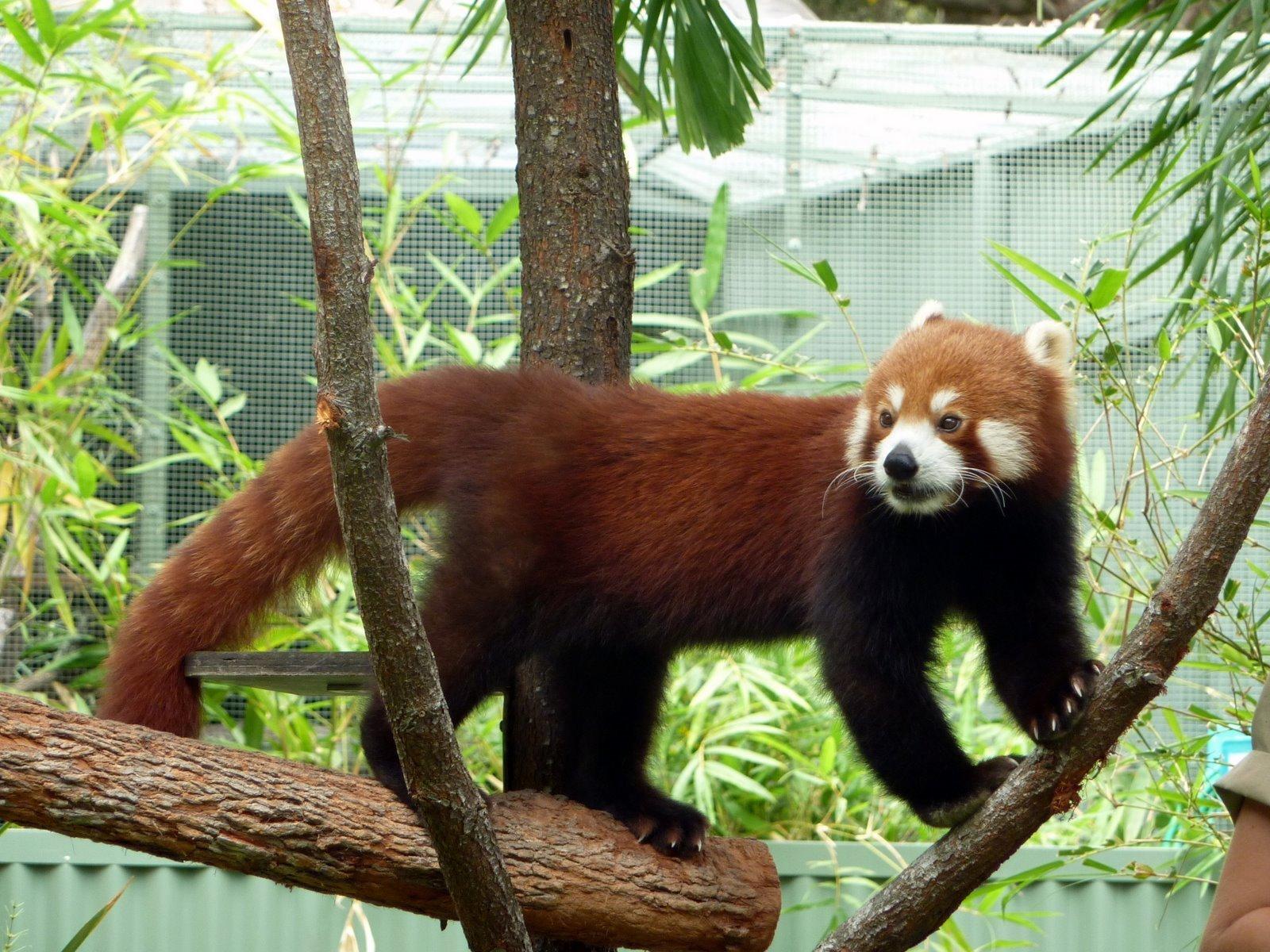 7.凱恩斯熱帶動物園