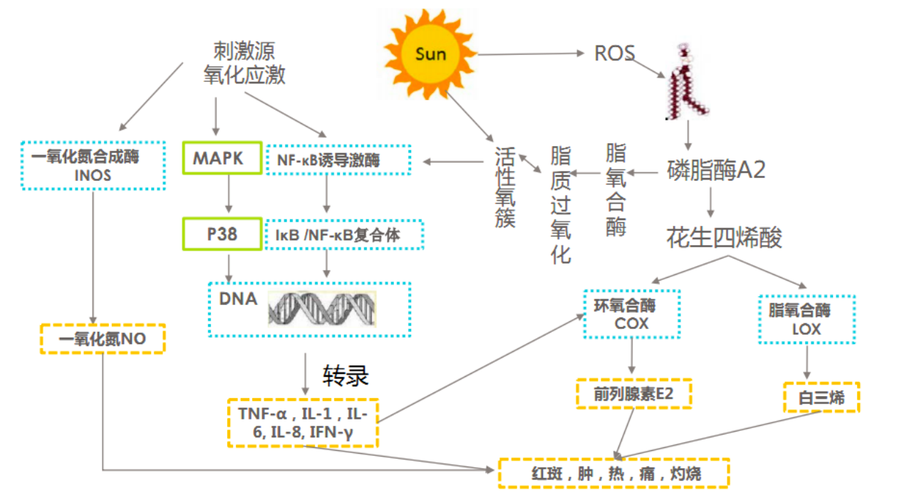 图 6:皮肤在外界刺激下的炎症反应