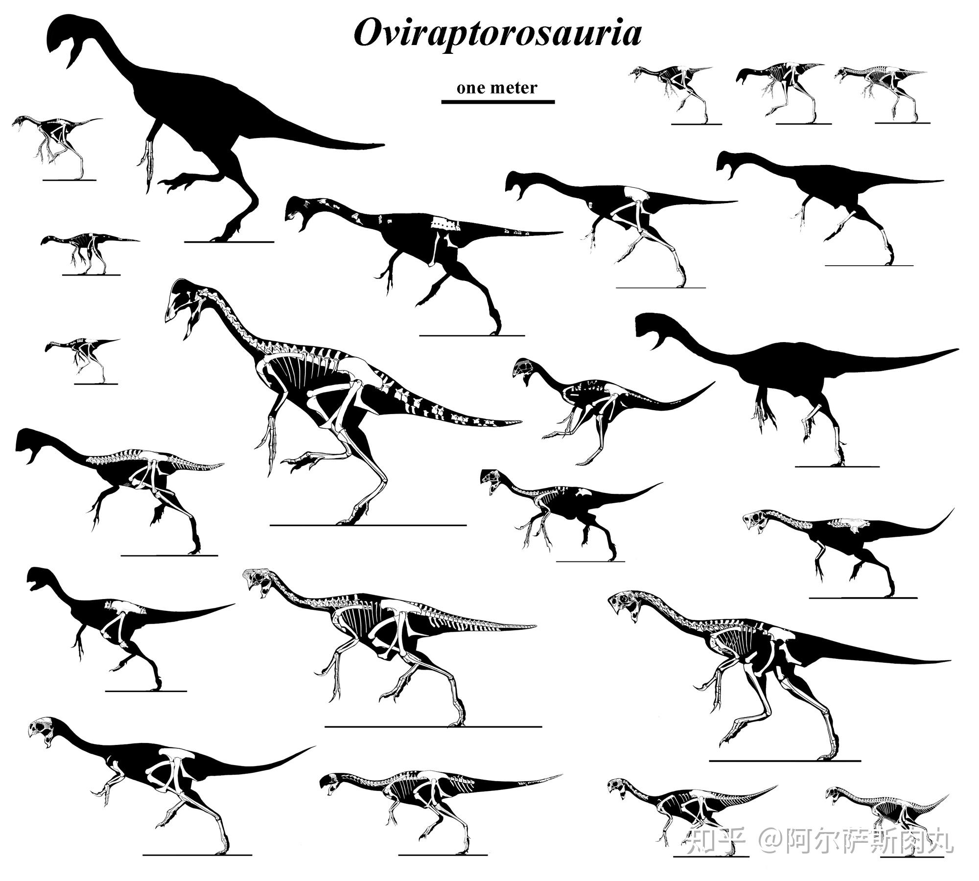 「prehistoric park丨史前公園◎2」似鳥非鳥——偷蛋龍科淺談