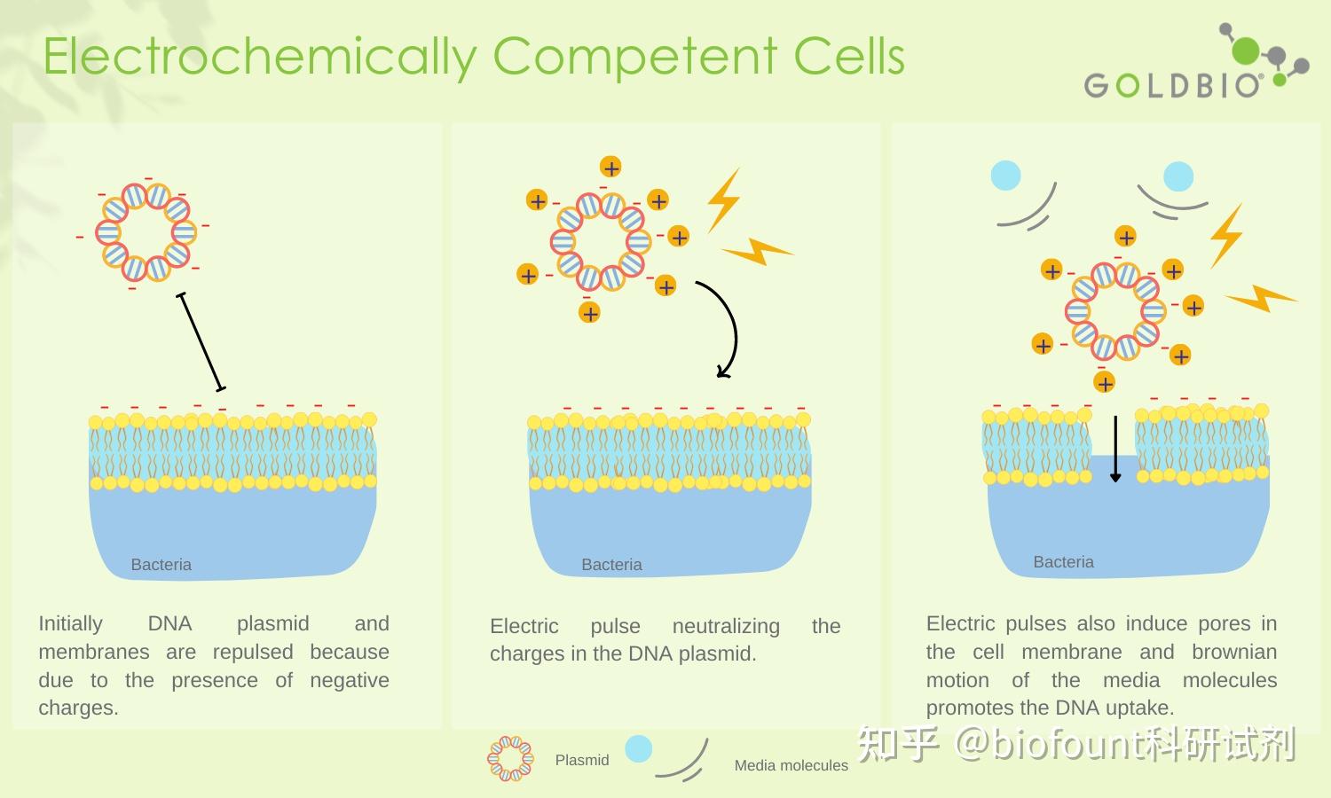 不同种类的PCR探针如何工作-水解探针 - 知乎