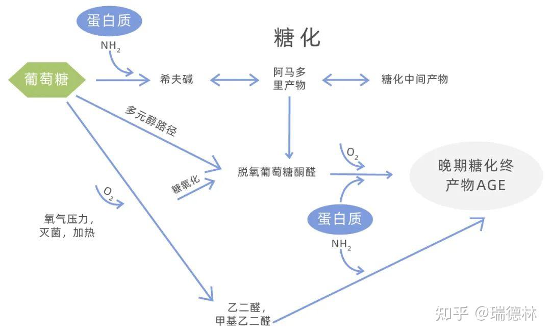 糖类的消化过程示意图图片