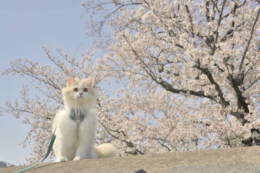 吸猫大会布履阑珊猫kyoske