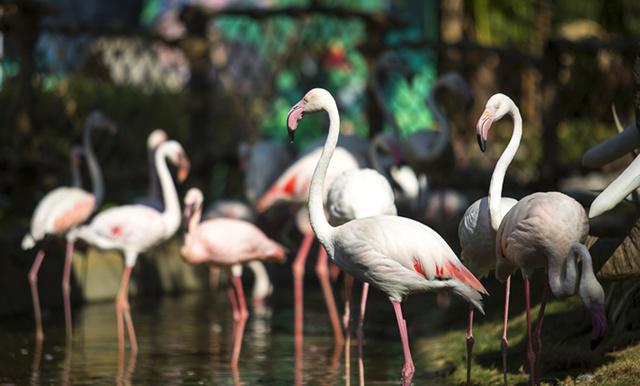 彩色动物园——