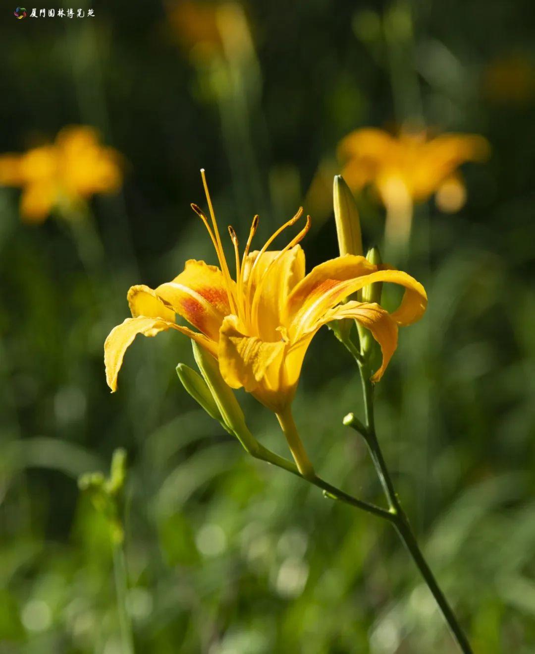 看"热带郁金香",赏"中国母亲花",来园博苑避暑享受清凉与惬意