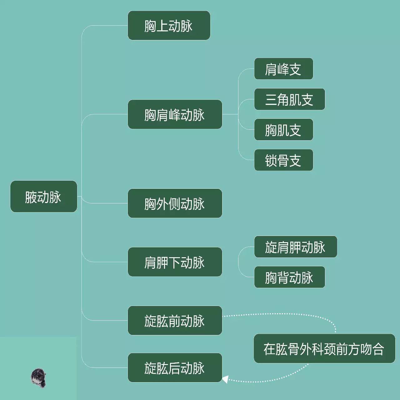 腋动脉 - 知乎
