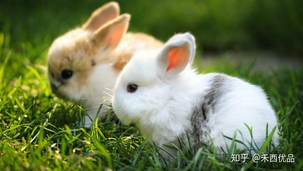 苜蓿草可以当兔兔主粮吗 知乎