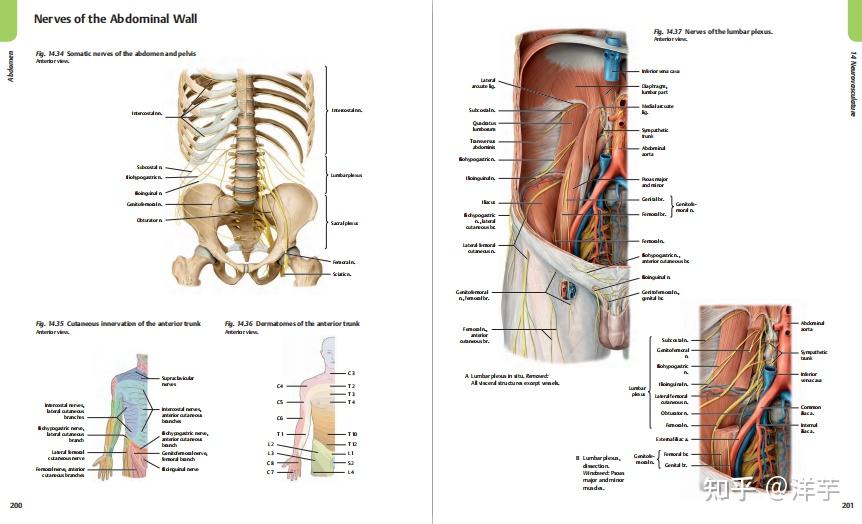 2.atlas of anatomy 4th edition