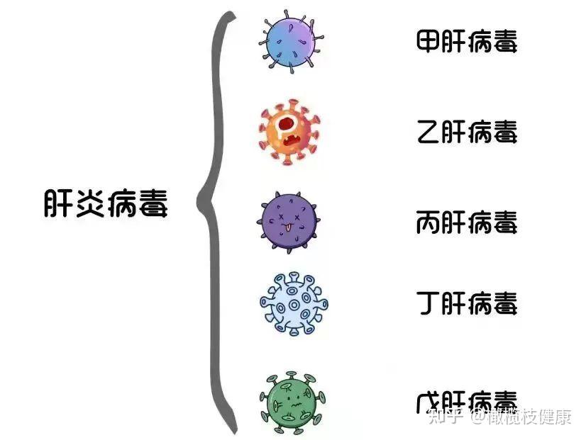 为了预防戊肝"病从口入",这支疫苗一定要打! - 知乎
