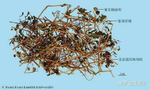 高血脂等症的药物中,比如上述提到的绞股蓝总苷胶囊,血脂平胶囊等