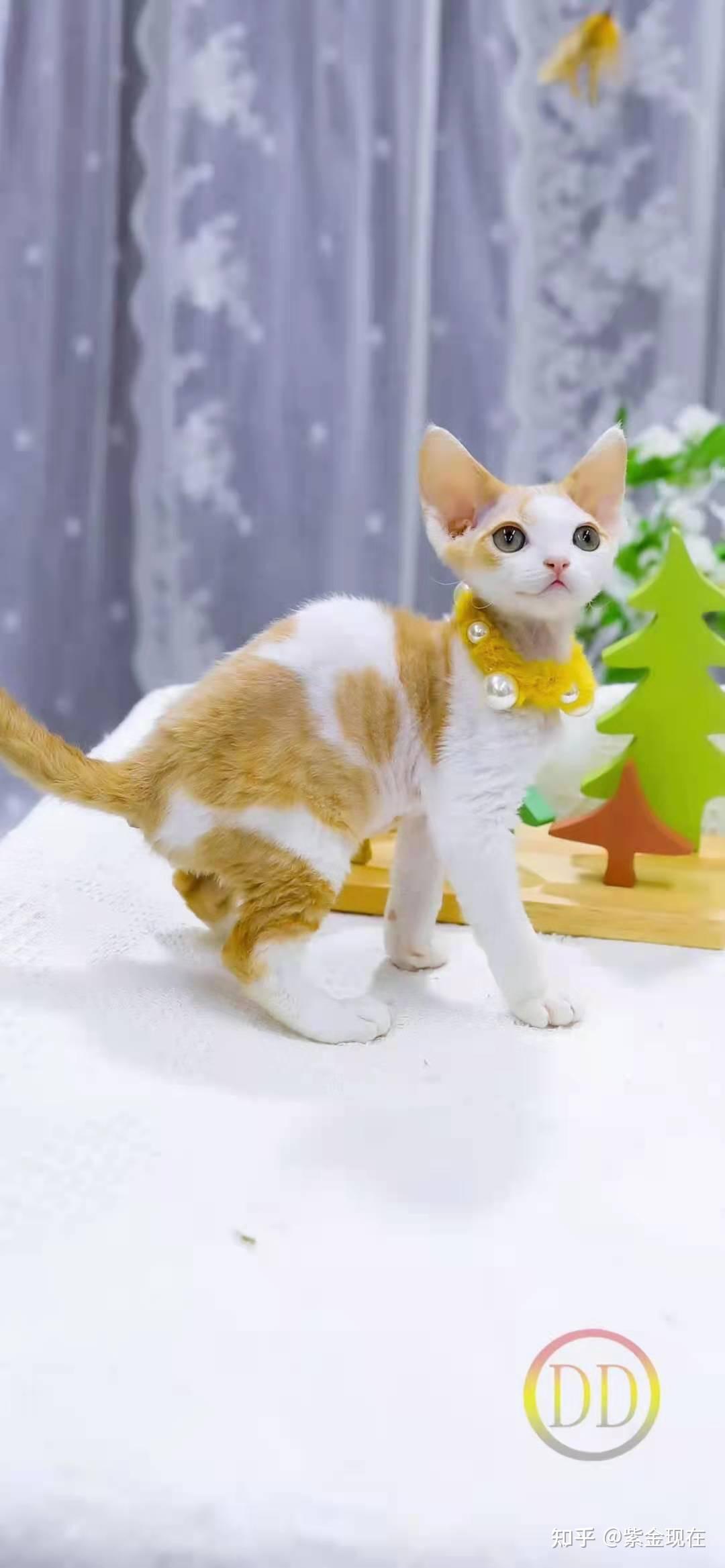 德文卷毛猫高清图片 - 知乎