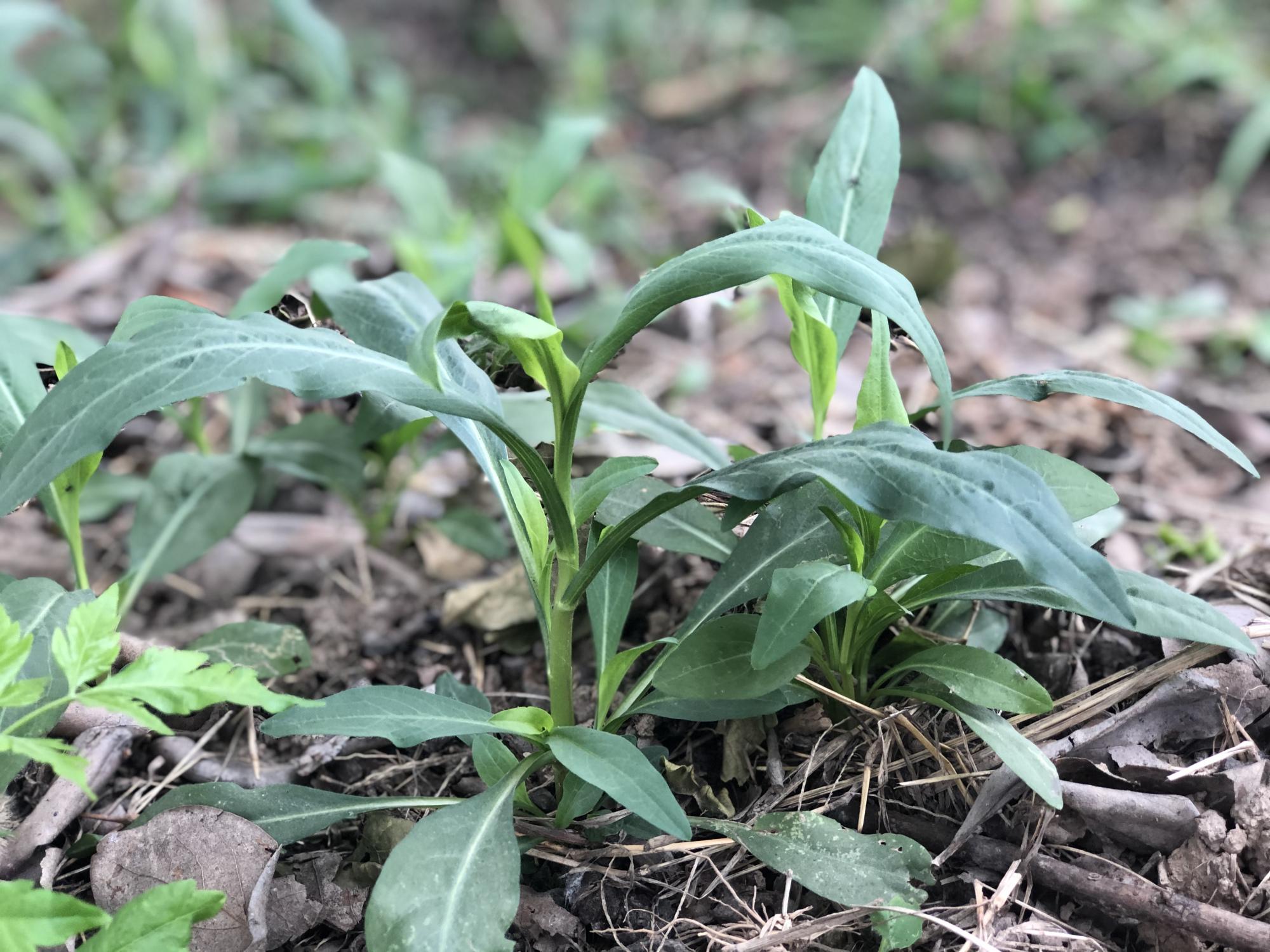 枸杞頭有什麼功效這種野菜是山東人最愛的去火好食材